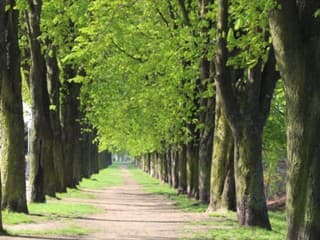 Slováci môžu prvýkrát rozhodnúť o Aleji roka: Hlasovanie spustili pre štyri unikátne lokality
