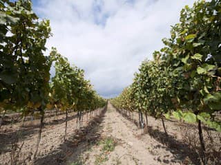 Zlaté žltnutie viniča: Karanténa pre šírenie nebezpečnej nákazy platí už v 9 okresoch Slovenska