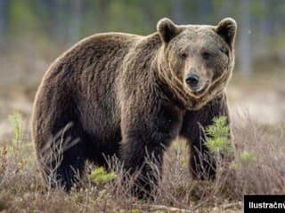 Ako spoznať, kde sa pohybuje medveď? Toto by ste si na prechádzke lesom mali všímať!