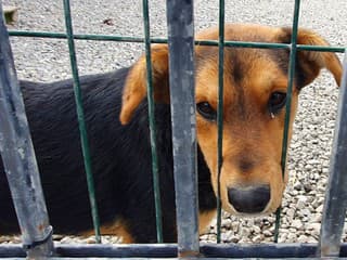 Bratislavský útulok otvorí na Štedrý deň brány: Psíky čakajú na prechádzky aj nových majiteľov