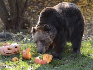 Košická zoo oslavuje 40 rokov: Pripravila špeciálny program a už privítala 6 miliónov návštevníkov