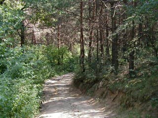 Pozor, veľké obmedzenia v lesoch pri Košiciach: Pre ťažbu uzavrú turistické trasy až do marca