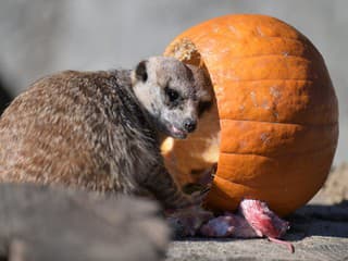 VIDEO Zvieratám v košickej zoo servírovali stravu v halloweenských tekviciach