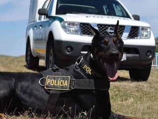 Nitra: Mestská polícia nasadila služobné psy do ulíc, chcú viac bezpečia v centre mesta