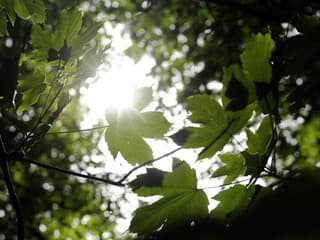 Rekonštrukcia hradného parku v Leviciach: Objavili unikátne stredoveké nálezy aj základ padacieho mosta