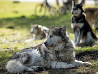 Veterinári varujú: Takto ochránite psa a mačku pred silvestrovskou pyrotechnikou a stresom
