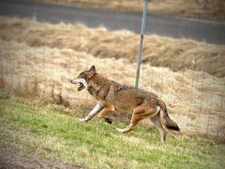 Na diaľnici D1 sa objavil vlk. Dajte si pozor