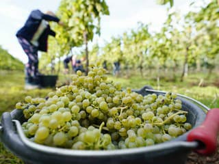 Tokaj láka na leto plné vinárskych zážitkov: Nočná degustácia, festivaly a otvorené pivnice