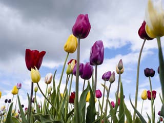 Tulipánový pochod v Levoči: Osveta o Parkinsonovej chorobe, podpora pacientov aj koncerty