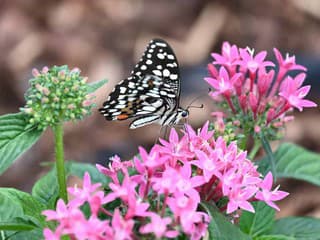 Trenčín chystá najväčší veľtrh Záhradkár: Oslava 30 rokov aj historická žatva už od stredy