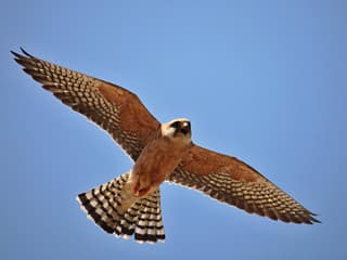 Horolezci a ochranári spájajú sily: Spoločné opatrenia chránia orly a sokoly v Strážovských vrchoch