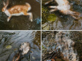 V potoku v Novej Bošáci našli uhynuté zvieratá: Veterinárni inšpektori začali vyšetrovanie, hrozia pokuty
