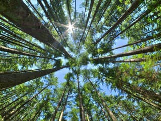 V priemyselnom parku Šurany pribudnú tisíce stromov: Rozsiahla výsadba zmení okolie mesta