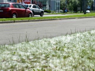 Peľová sezóna topoľa ustupuje, čaká nás nárast peľu brezy a ďalších stromov