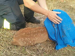 Smutný nález na juhu Slovenska: V kanáli pri Štvrtku na Ostrove sa utopilo šesť srniek