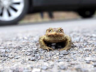 Ochrancovia prírody stavali bariéry na zadržanie ropúch pri Piešťanoch