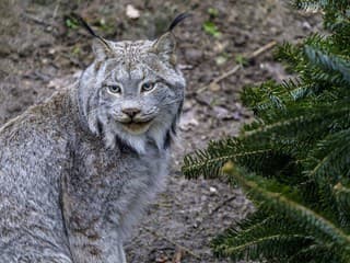 Alarmujúci pokles rysa ostrovida v Malej Fatre: Ochranári našli len jedného jedinca