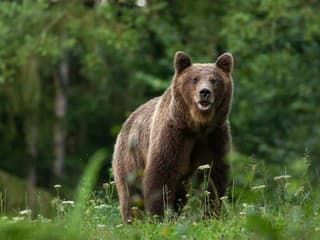 Závažná Poruba vyzýva na prijatie účinných opatrení v súvislosti s medveďom
