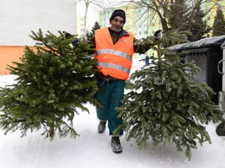 Zber vianočných stromčekov v Liptovskom Mikuláši začína už zajtra – kam ich môžete odovzdať?