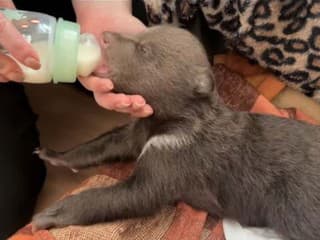 Tragická správa zo Zoo Bojnice: Jedno z mláďat po zastrelenej medvedici už nežije