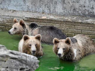 Bratislavská ZOO opäť OTVÁRA brány: Po dvojmesačnej prestávke víta návštevníkov s novými výbehmi a víkendom plným zábavy