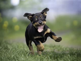 Útulky z celého Slovenska mieria do Bratislavy! Najväčšie adopčné podujatie Nájdite sa je späť už túto nedeľu