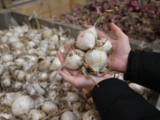 Farmár predáva cibuľu za smiešnu cenu. Ak sa nepredá, musí ju zaorať. Dôvodom sú absurdné výkupné ceny