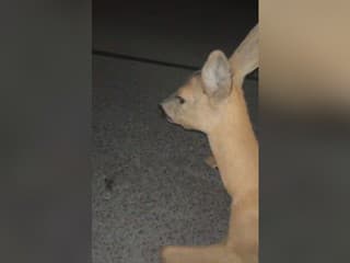 Kruto týrali bezbrannú srnku a natáčali si to: Partiu mladíkov už rieši polícia, začala trestné stíhanie