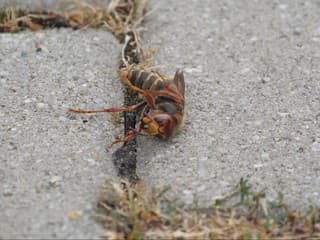 Bodla vás osa alebo sršeň? Lekár radí, čo urobiť ako prvé