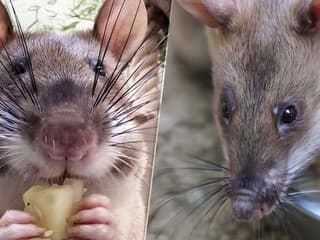 Neuveríte, na čo ich vycvičili: „Hrdinské“ potkany dorazili do americkej zoo
