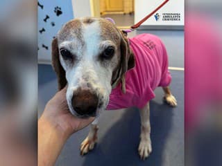 FOTO: Sučka mala vážne problémy s močením. Veterinári neverili, čo našli v jej tele