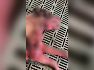 FOTO: Mimoriadne kruté týranie zvierat. Psy končili po nelegálnych zápasoch s desivými zraneniami