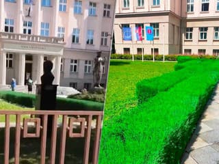 FOTO: Matica slovenská nastriekala vyschnutý ker zelenou farbou. Nezvyčajné „skrášlenie“ zdôvodňuje