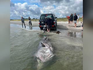 FOTO: Na pláži v Dánsku objavili druhého najväčšieho žraloka sveta. Pitvu záhadne uhynutej samice vysielali naživo