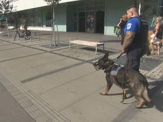 Do ulíc slovenského mesta sa po rokoch vracajú policajné psy. Majú si poradiť s problémovými ľuďmi