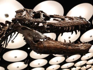 VIDEO: O extrémne vzácnu kostru sa strhla veľká bitka. Príbuzného T-rexa vydražili za šialenú sumu
