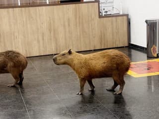 FOTO a VIDEO: Nečakaná návšteva v parlamente. Kapybary vošli priamo do budovy