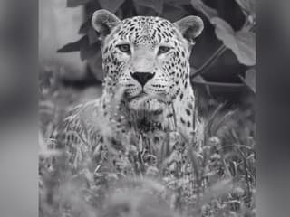 Smutná správa zo ZOO Bojnice. Po 19 rokoch sa navždy rozlúčili s leopardom Hassanom