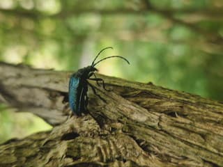 Má zlaté oči a smaragdovú farbu. Na Slovensku žije vzácny tvor, ktorého nikde mimo Karpát nenájdete