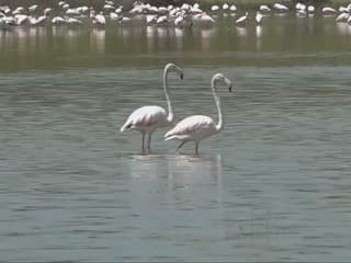 Niečo sa deje s ikonou Afriky. Plameniaky strácajú svoju typickú ružovú farbu
