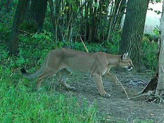Pri hraniciach s Českom sa pohybuje puma. Šelmu zaznamenali fotopasce