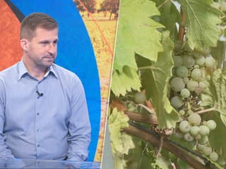 Hrozna bude menej. Vinár priblížil, čo môže priniesť extrémne sucho