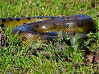 Na brehu Dunaja sa vyhrievala dvojmetrová anakonda. Nikto netuší, odkiaľ sa tam vzala