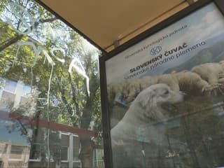 Za ich vlastnosťami sú generácie cieleného šľachtenia. Kampaň na ochranu čistokrvnosti psov rozdelila Slovákov