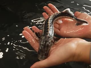 Prežili dinosaury, no ľudia ich takmer vyhubili. V Dunaji teraz vedci objavili nádej na ich záchranu