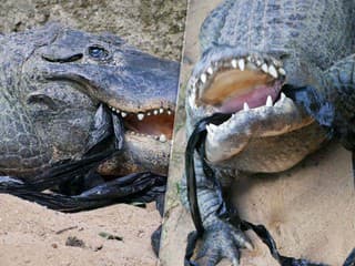 Testujú, či ešte žijú. Zoo prosí návštevníkov, aby nehádzali do zvierat kamene