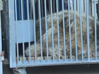 Porodila ho medvedica zachránená z voľnej prírody. Obľúbený medveď opustil košickú zoo