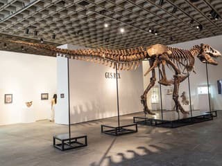 Padol nový rekord. Kostru tyranosaura vydražili za astronomickú sumu