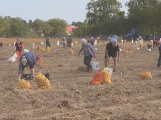 Tradícia, ktorá spája generácie. Rodiny na Zemplíne opäť vyrazili na pole zbierať zemiaky