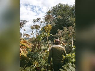FOTO: Nebezpečná rastlina sa v lokalite na severe Slovenska veľmi rozšírila. Dajte si na ňu pozor
